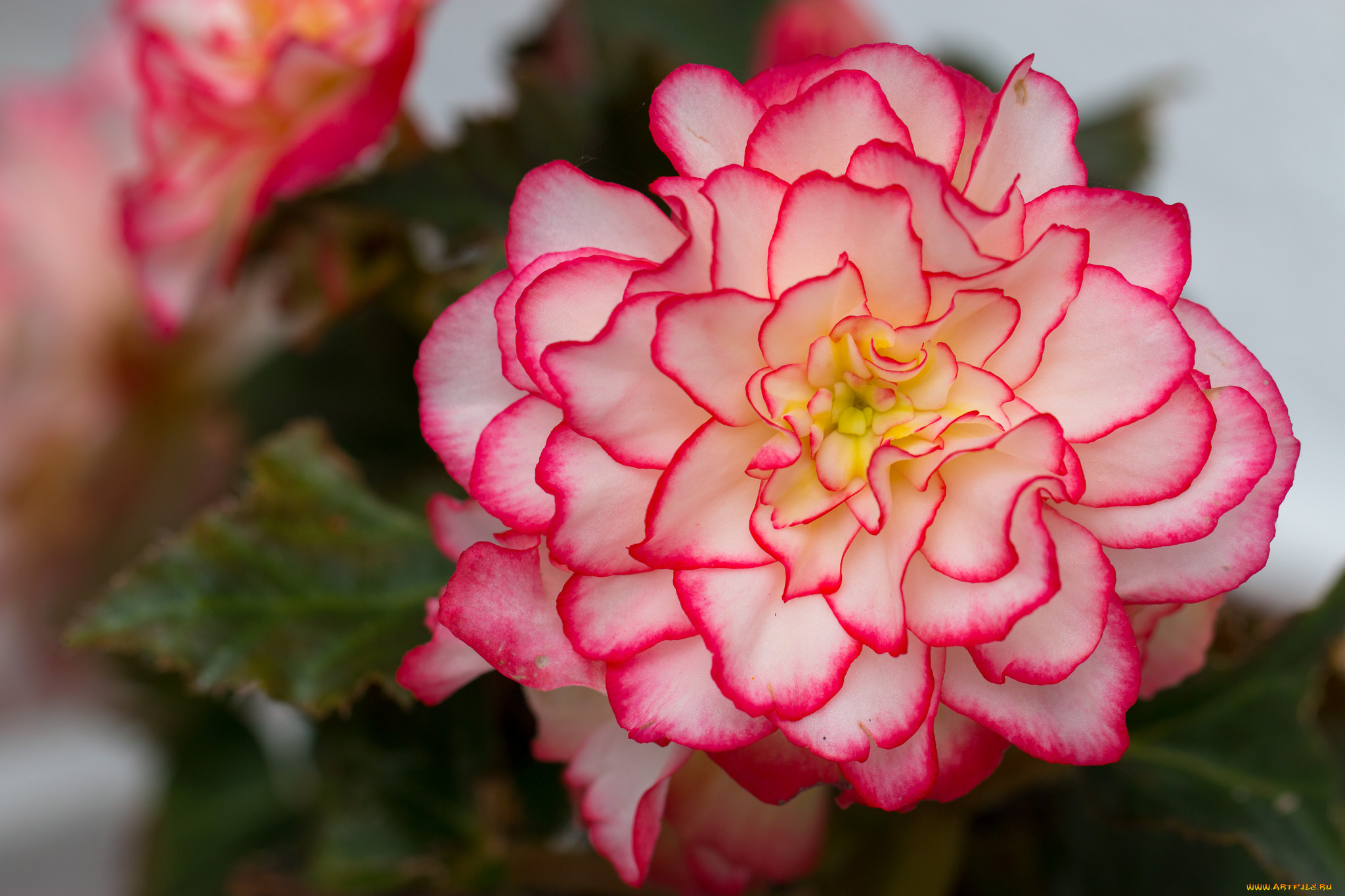 цветы, бегония, цветение, лепестки, листья, желтая