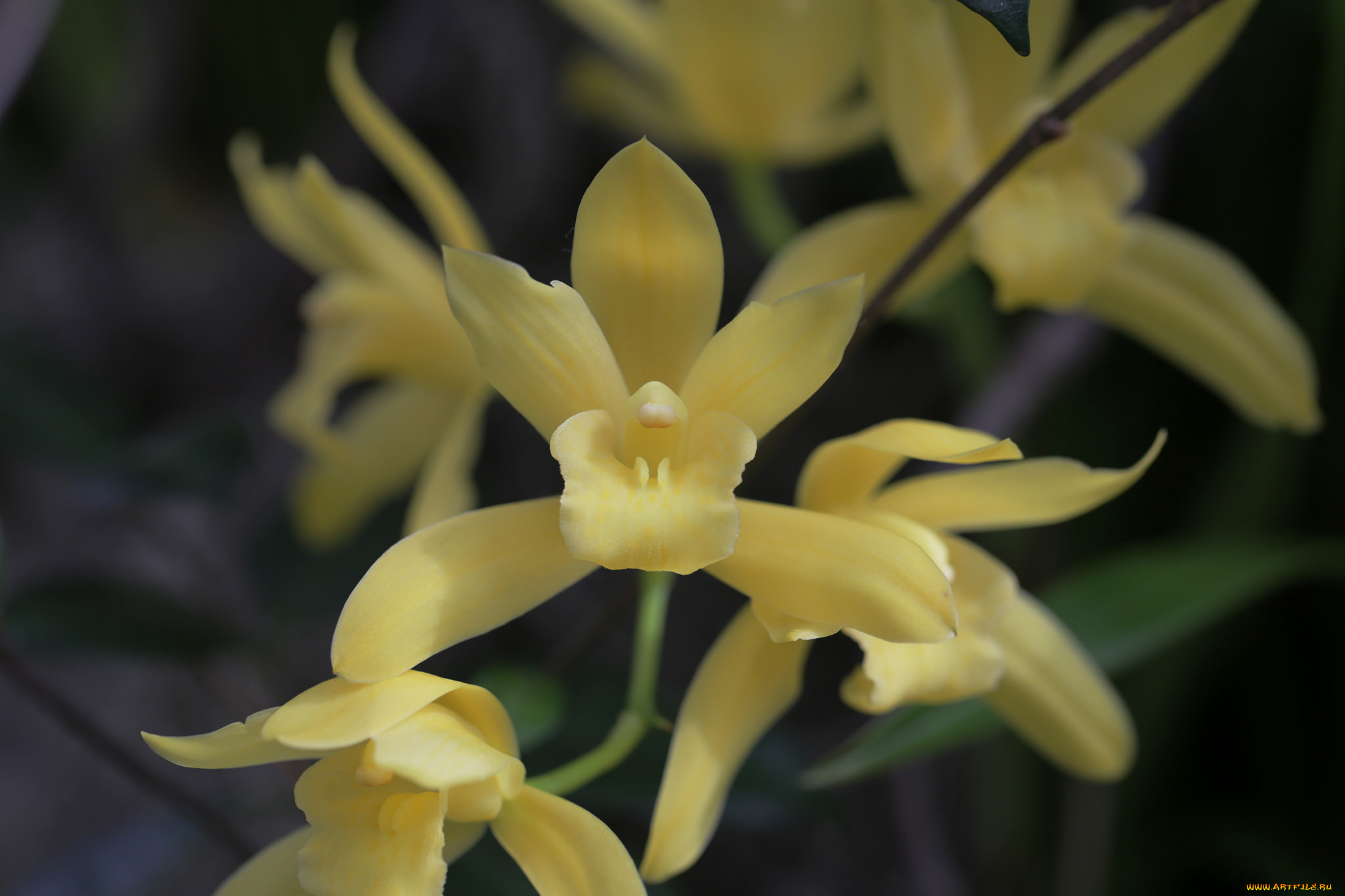 цветы, орхидеи, flowers, цветение, flowering, orchids