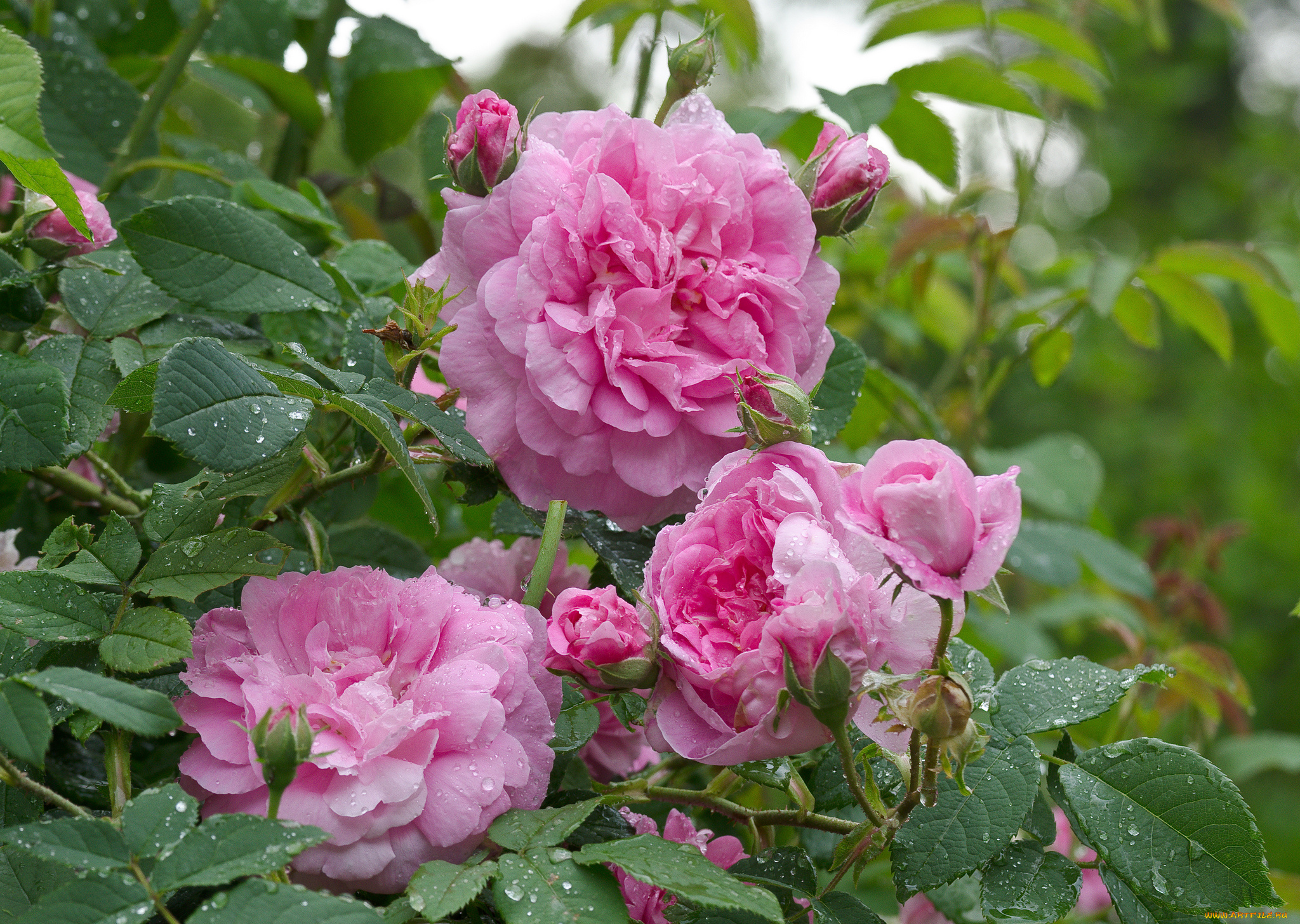 цветы, розы, blossoms, leaves, petals, bud, цветение, листья, лепестки, бутон, роза, rose