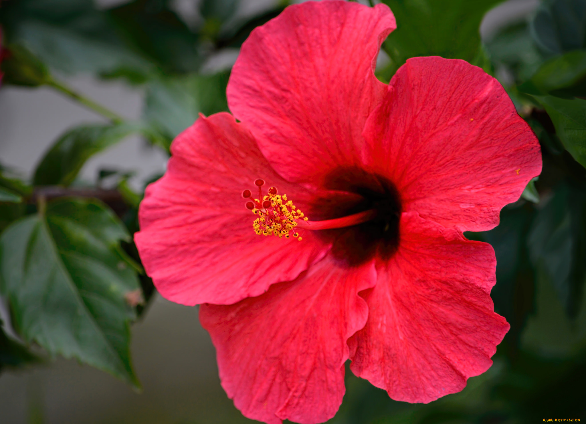 цветы, гибискусы, листики, гибискус, тычинки, цветение, ярко, лепестки