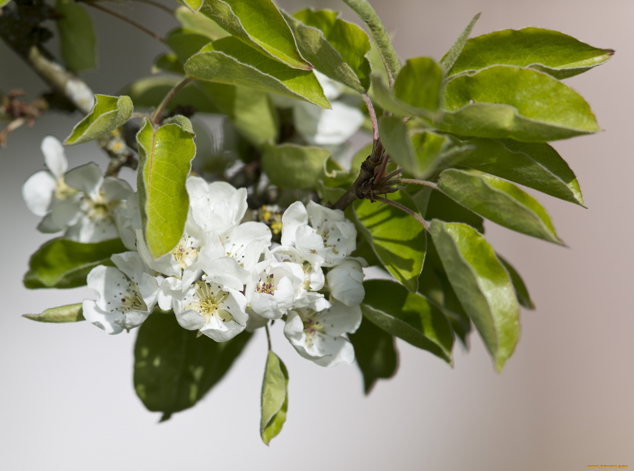 цветы, цветущие, деревья, , , кустарники, груша, ветка, весна, листья, макро, цветение