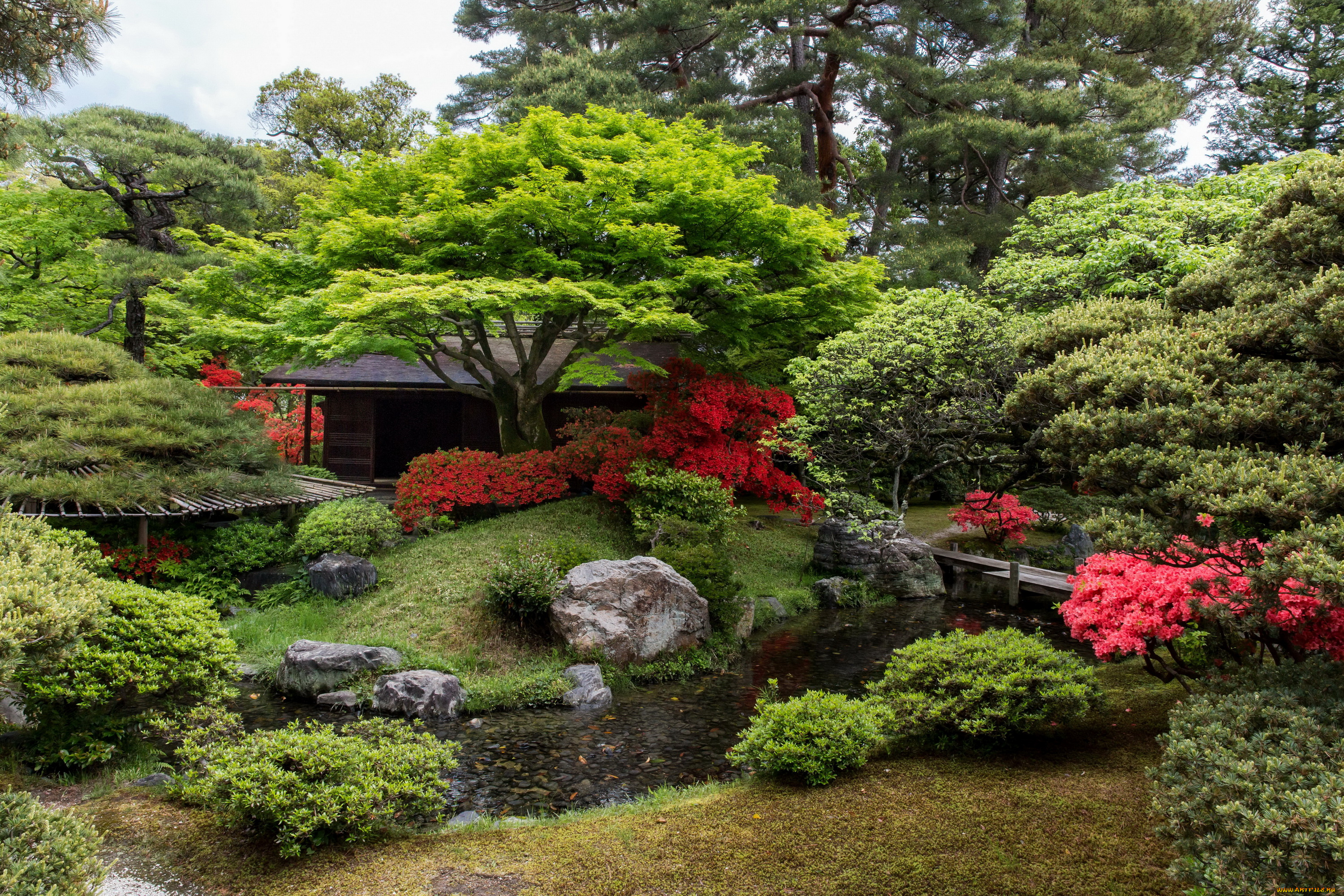 природа, парк, сад, рыба, пруд, японский, кусты, дервья