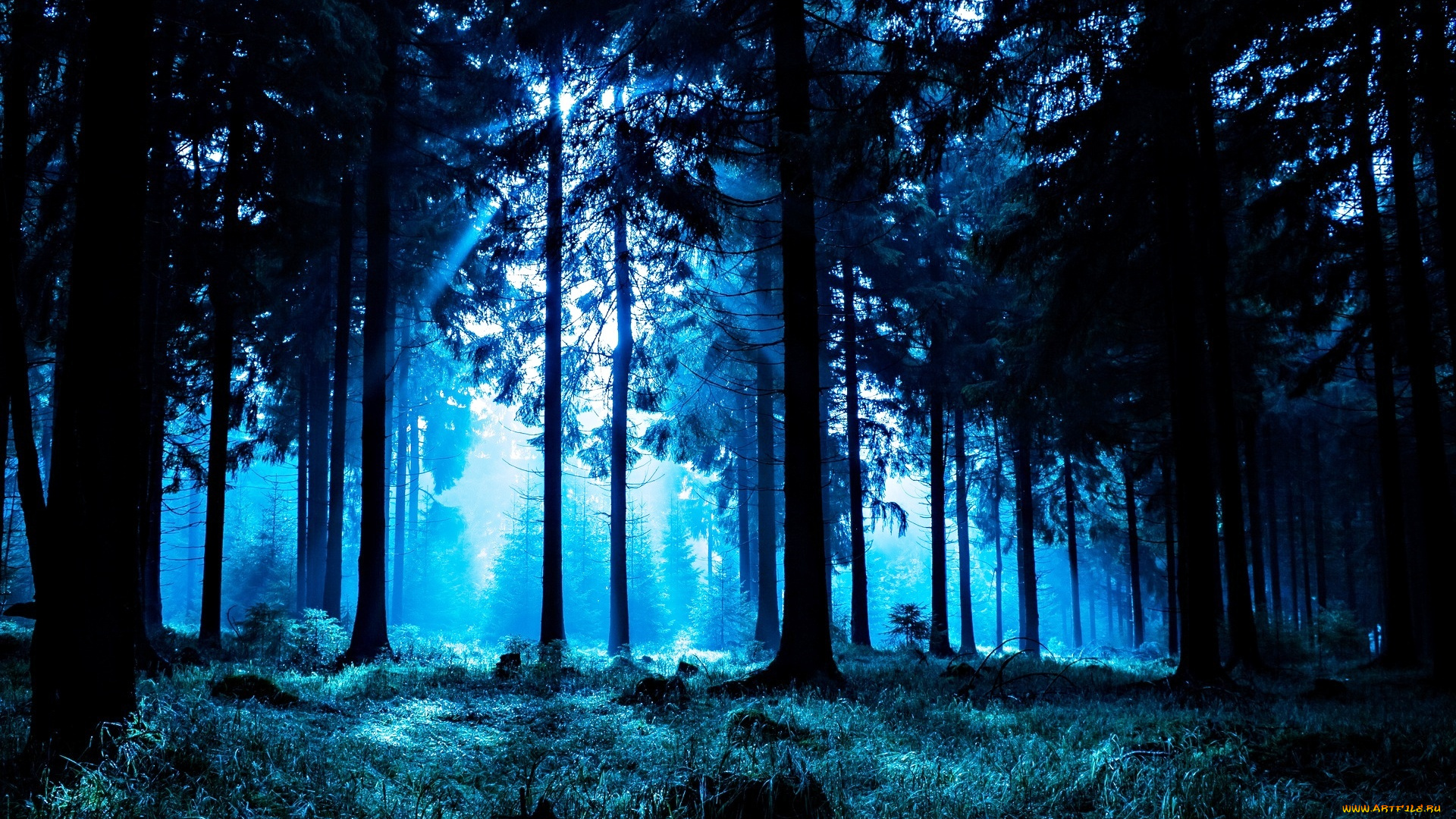 природа, лес, сумерки, свет, трава