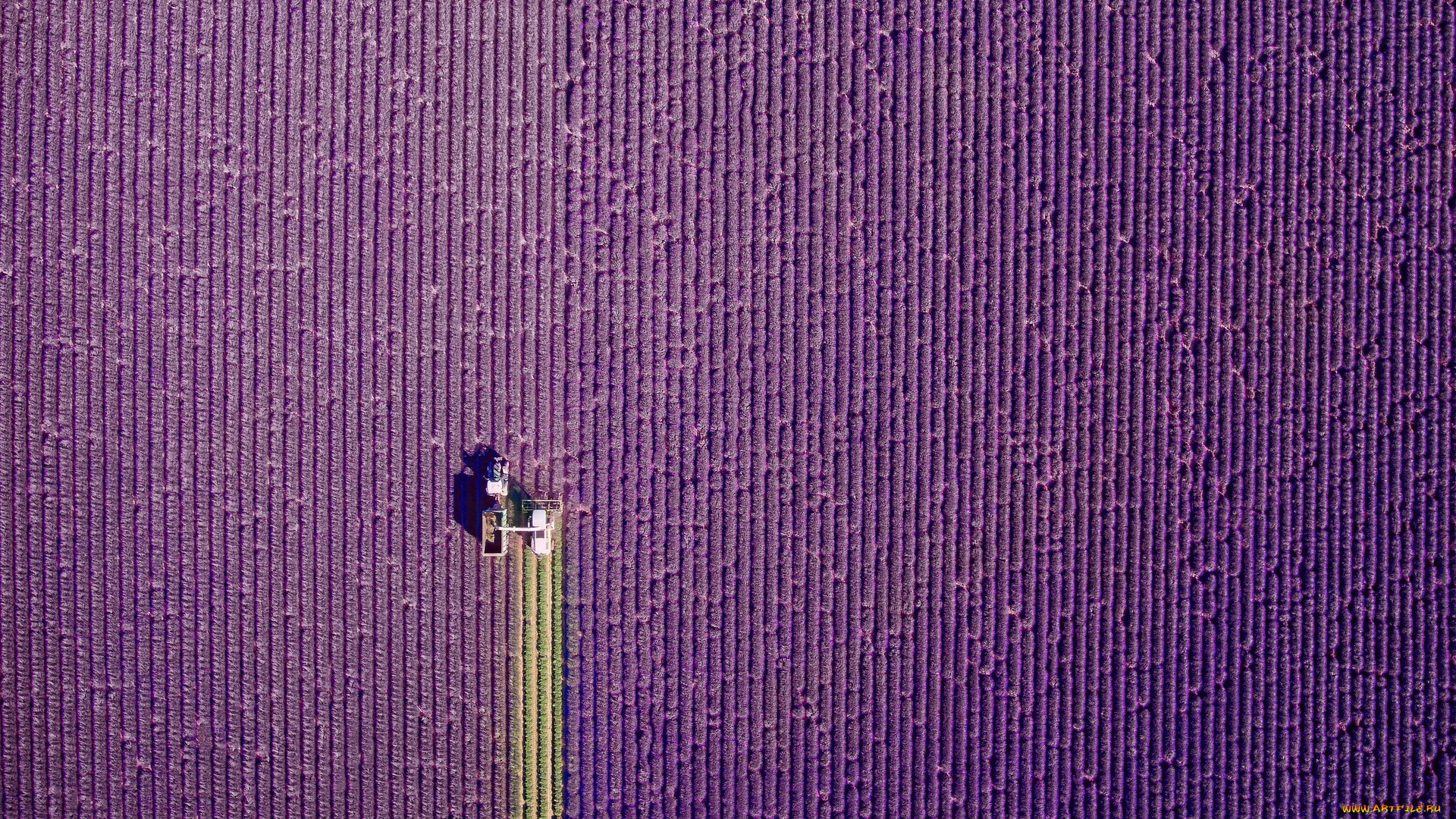 природа, поля, поле, лаванда, ряды, трактор