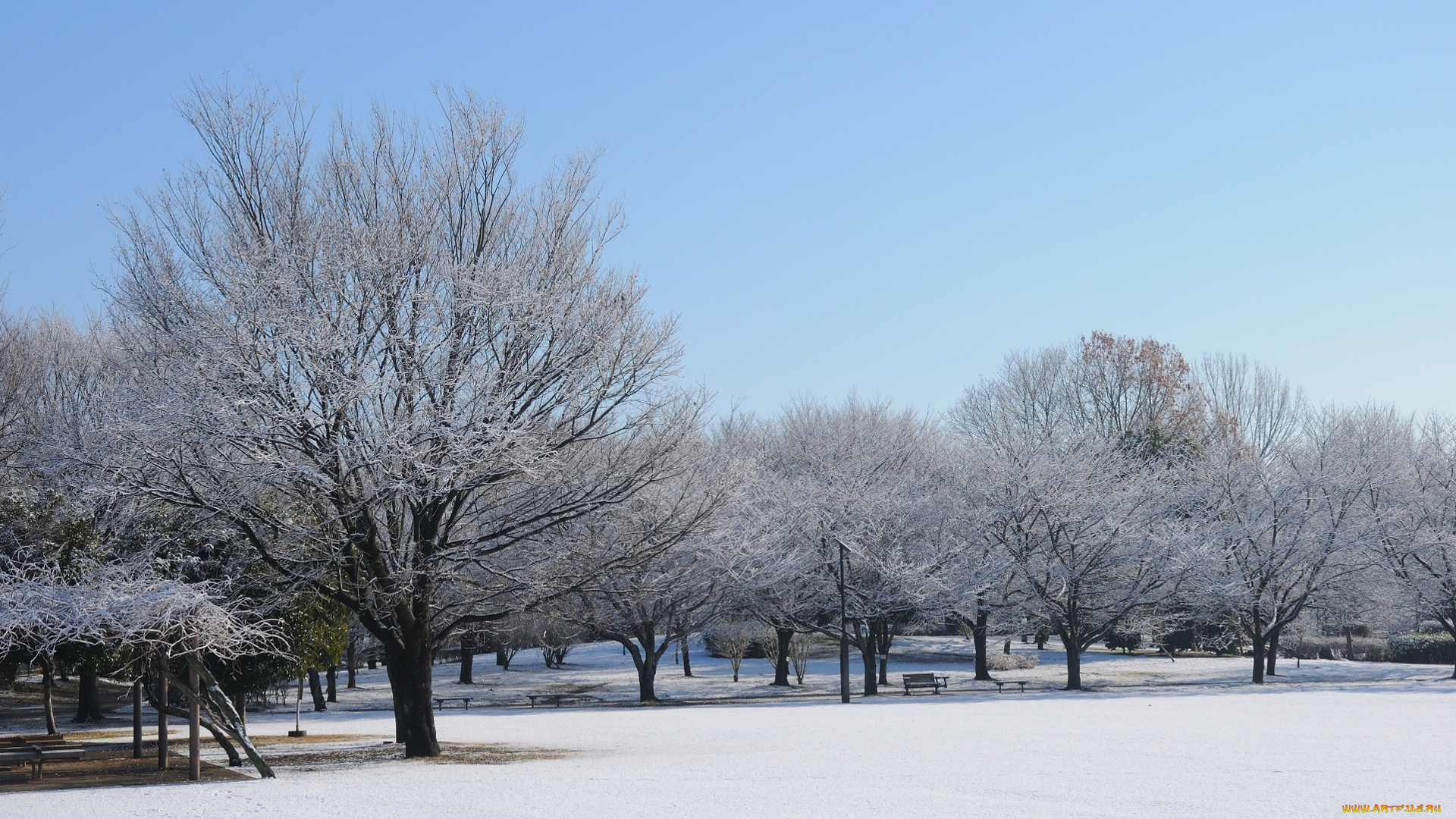 природа, зима, снег, деревья