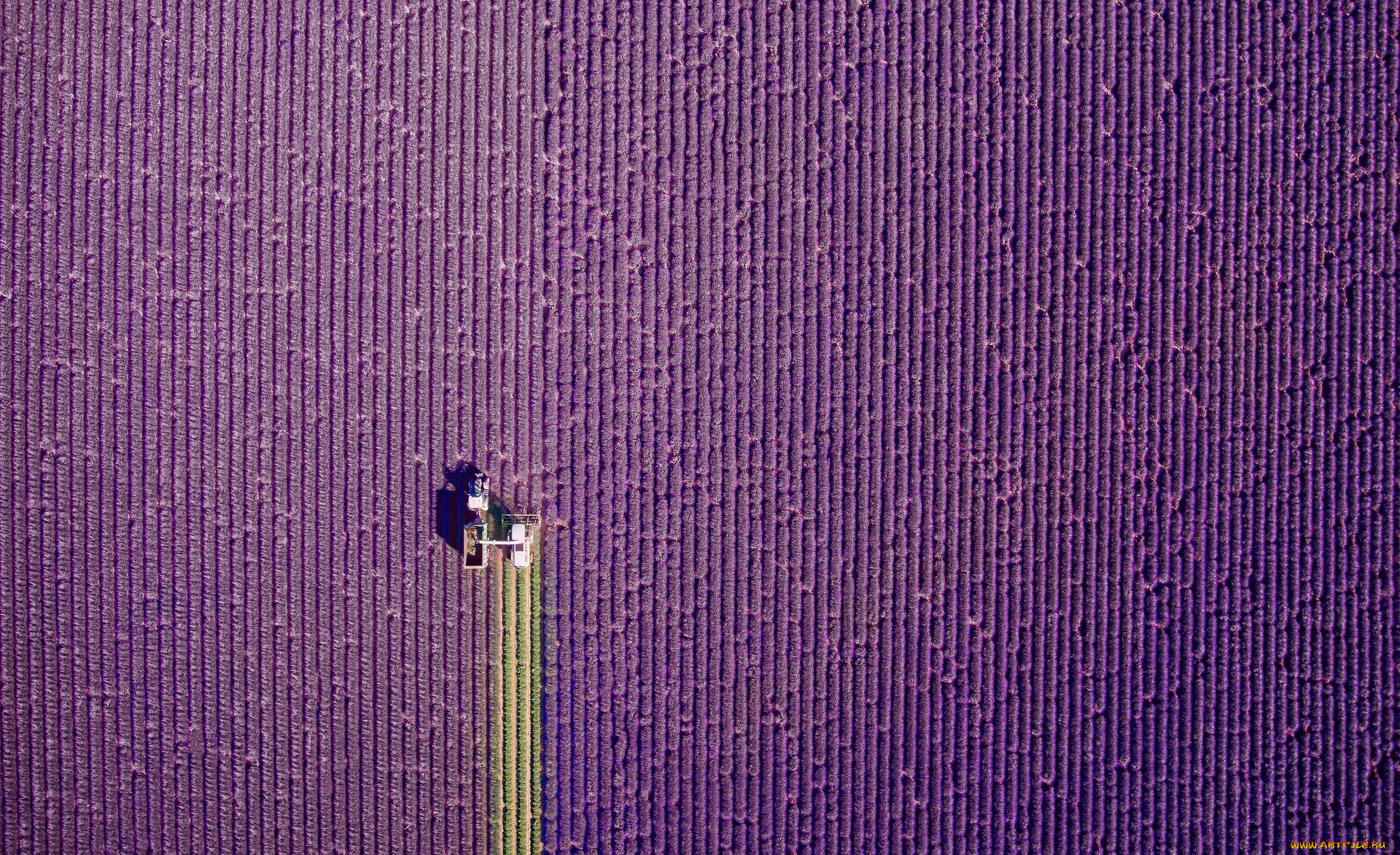 природа, поля, поле, лаванда, ряды, трактор