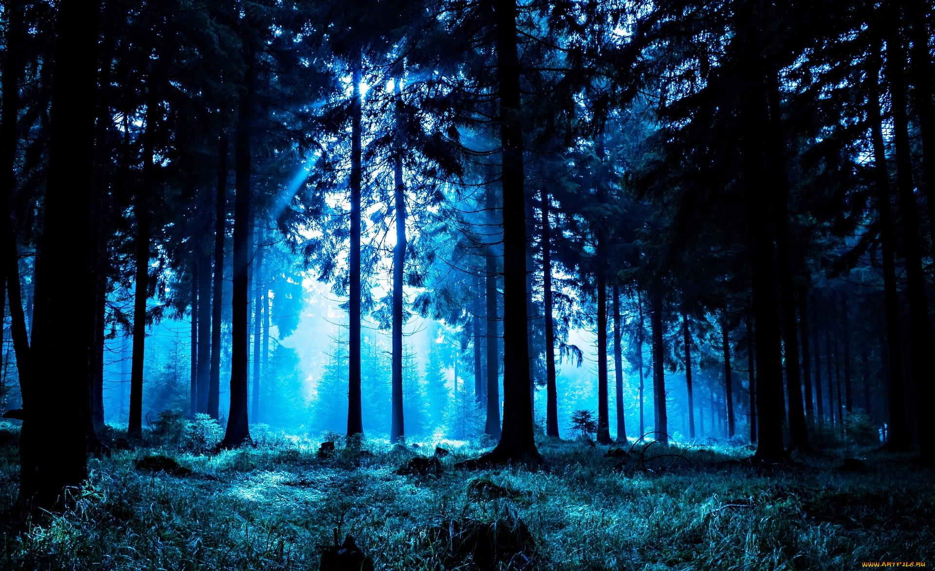 природа, лес, сумерки, свет, трава