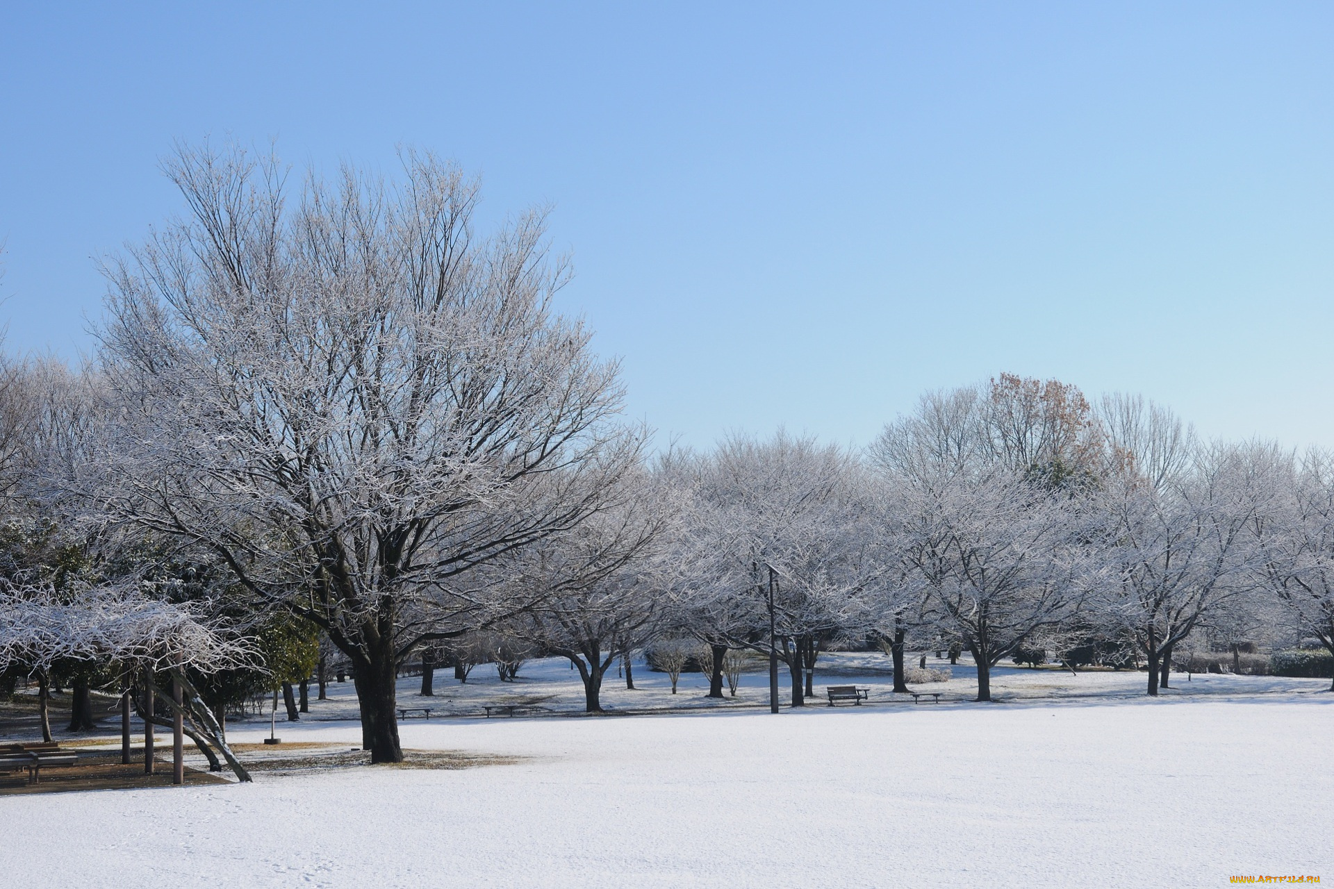природа, зима, снег, деревья