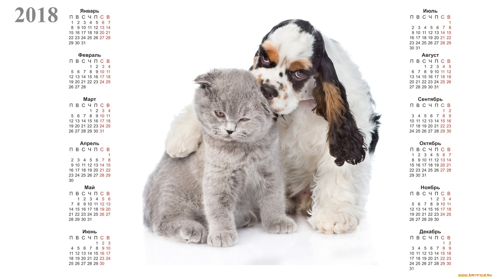календари, животные, кошка, собака, белый, фон