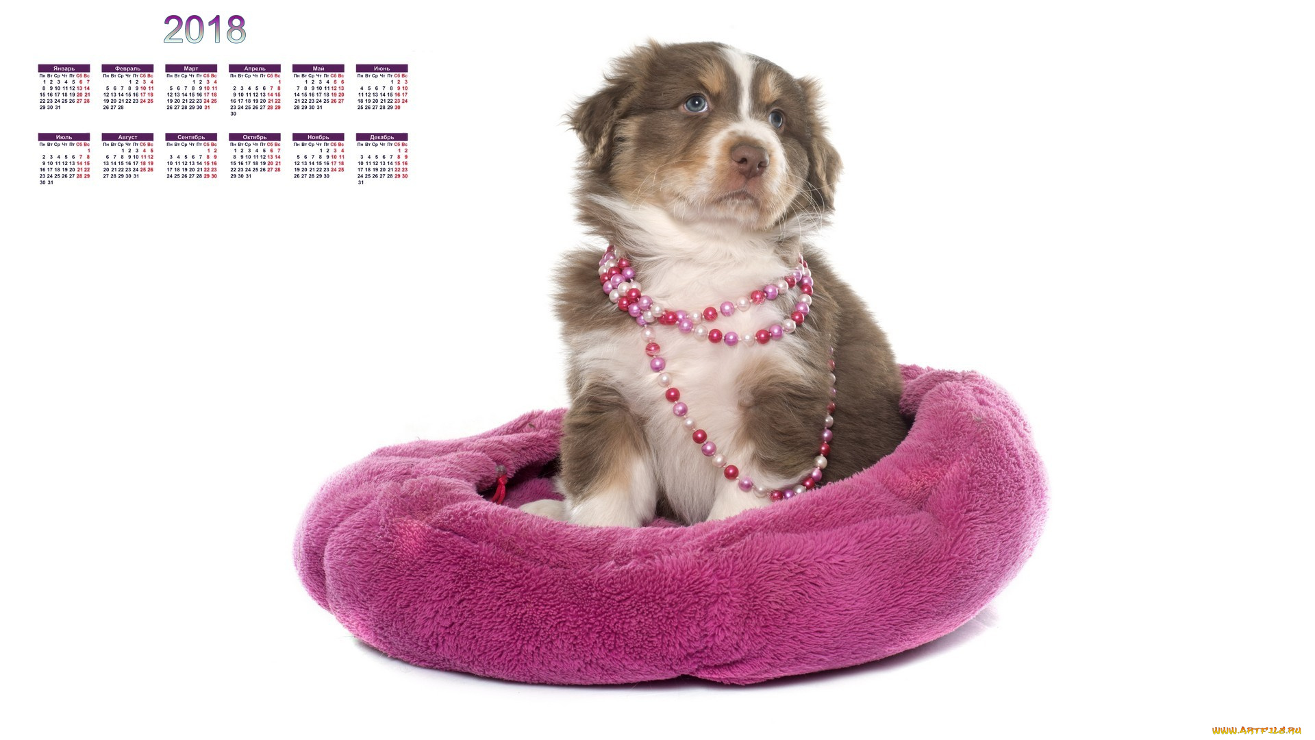календари, животные, собака, белый, фон