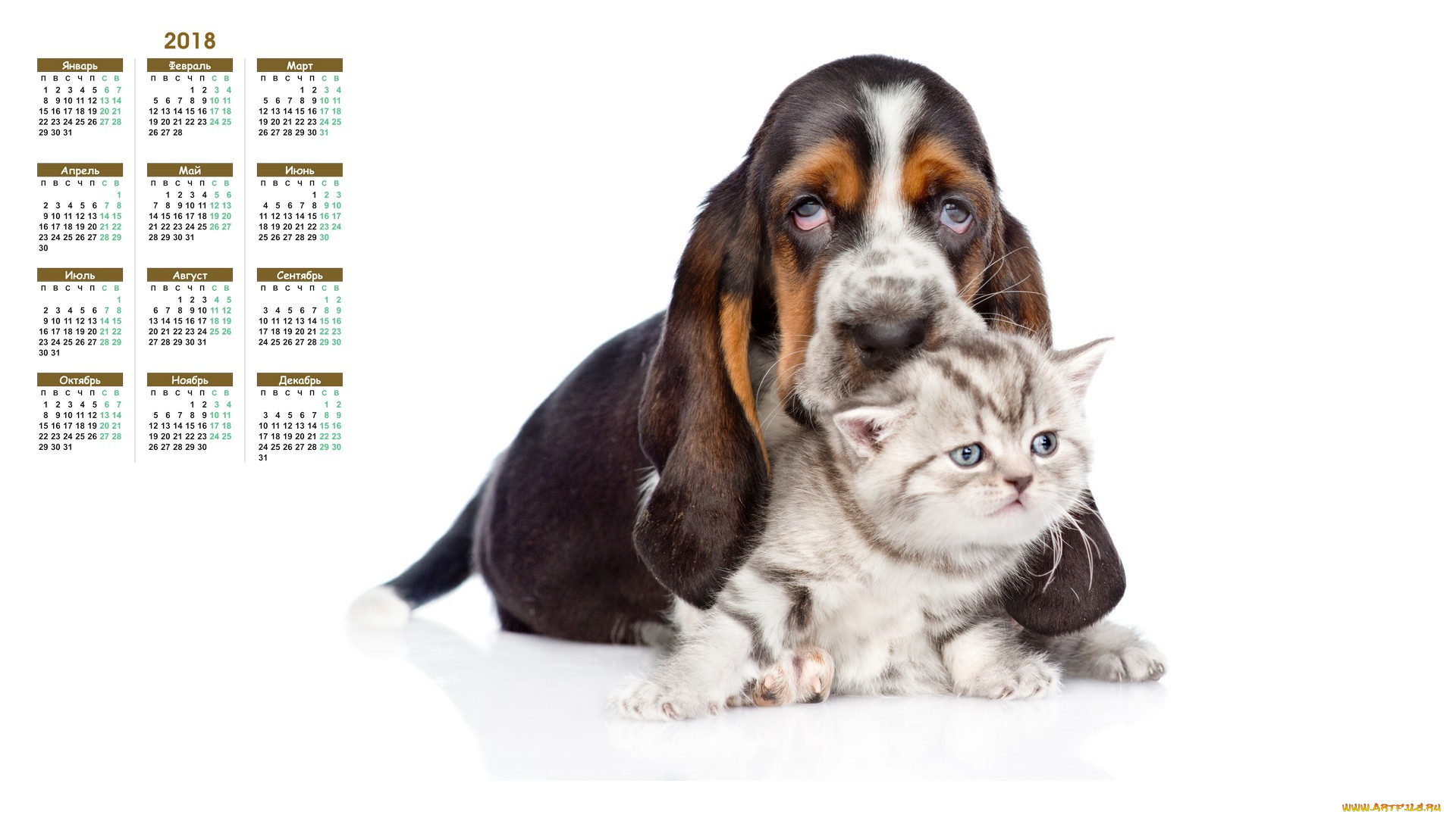 календари, животные, собака, белый, фон, кошка