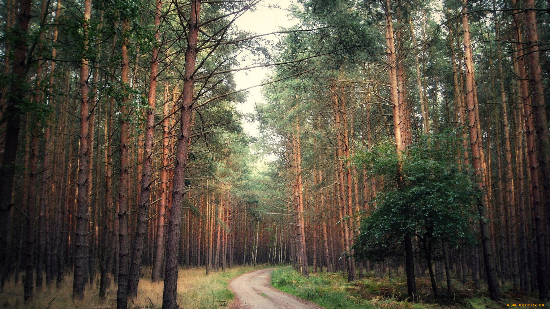 природа, дороги, простор