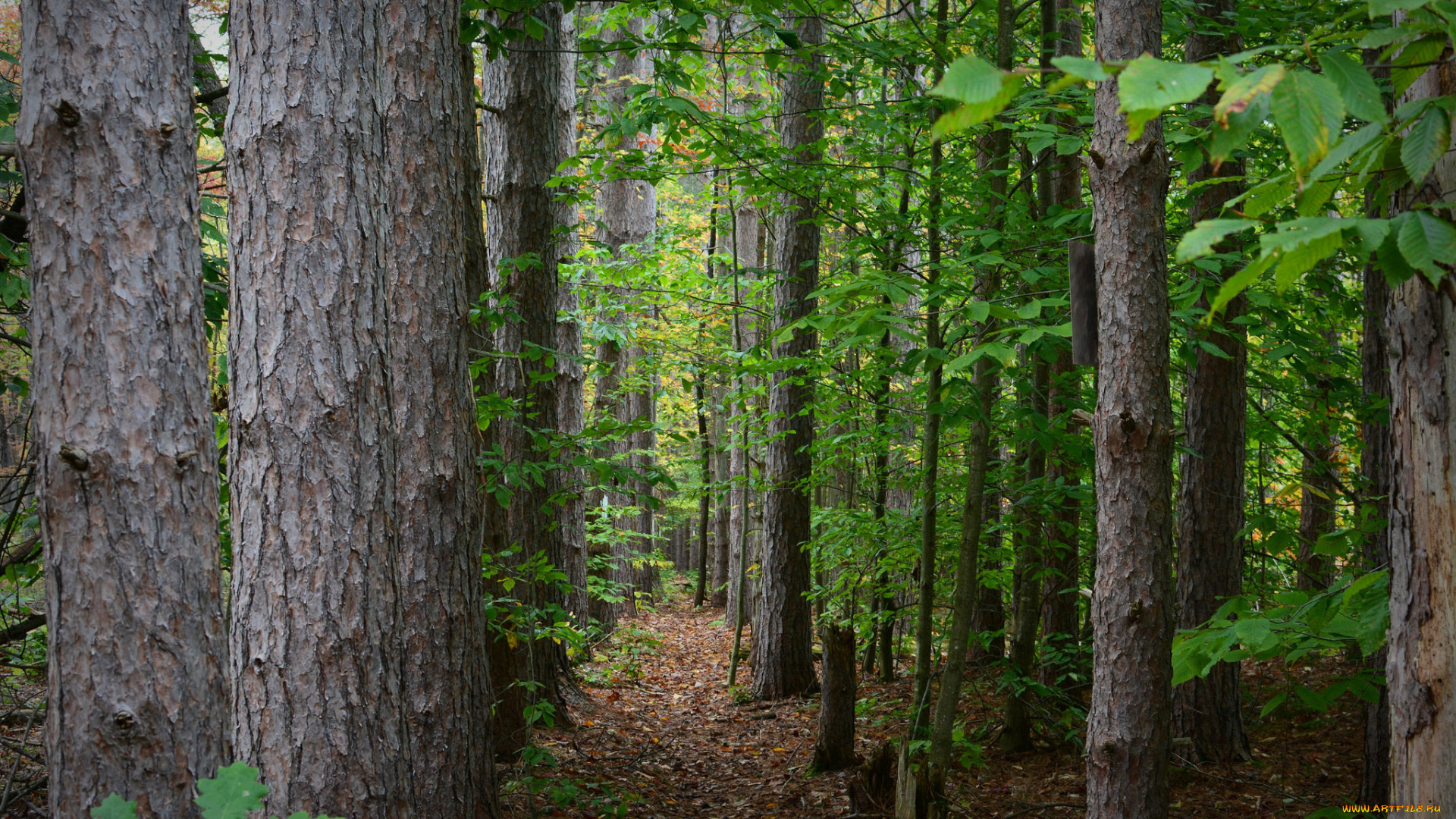природа, лес, простор