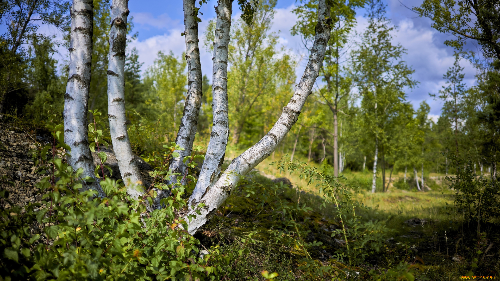 природа, лес, простор