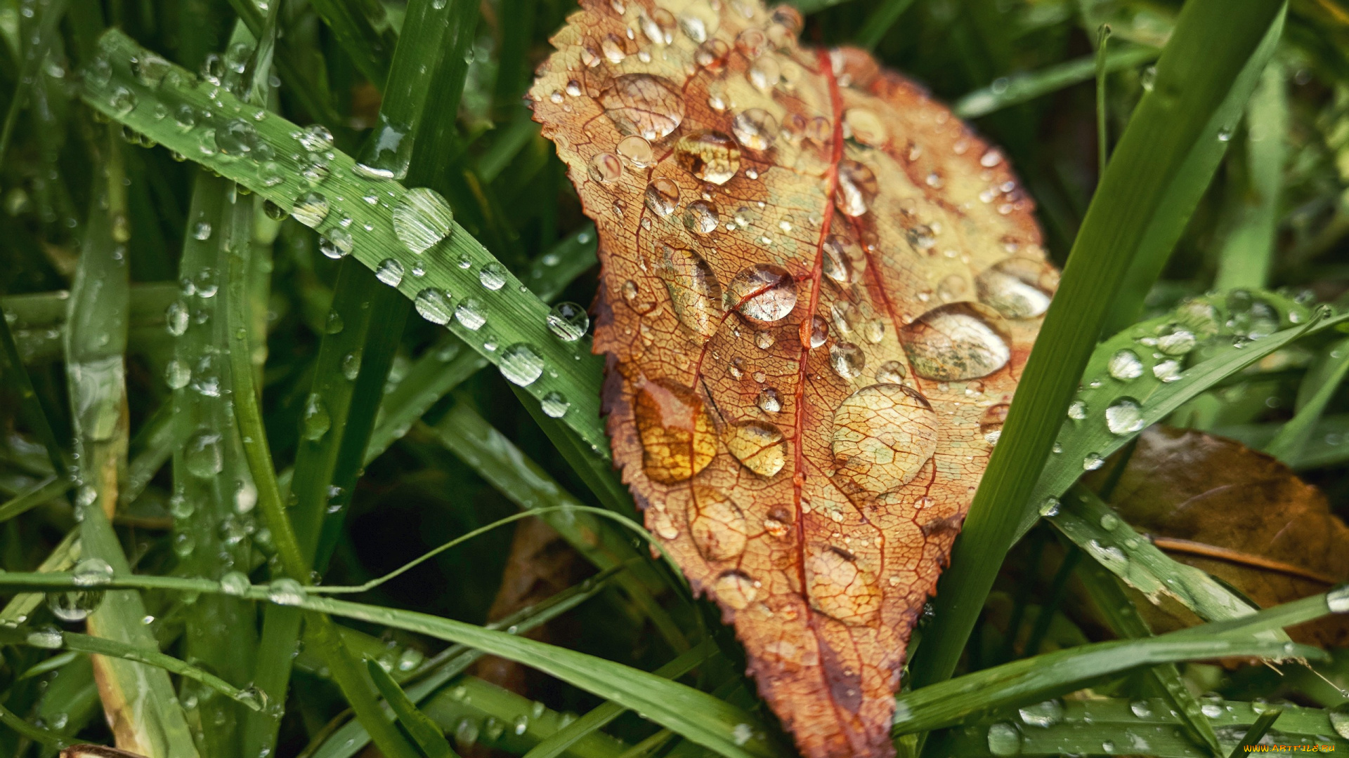 природа, макро, листья, rain, трава, grass, настроение, drop, autumn, дождь, лист, капли, осень, leaves, fall