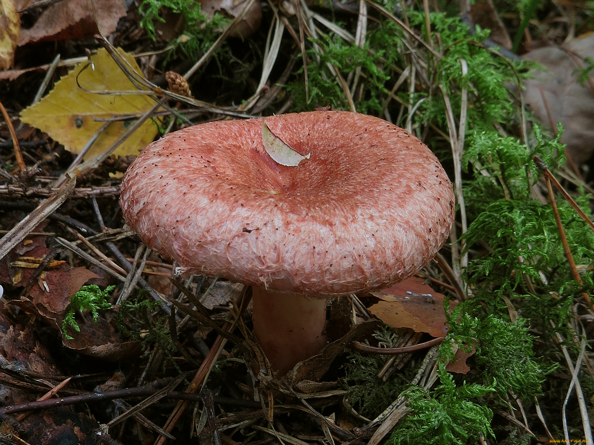 волнушка, природа, грибы, гриб