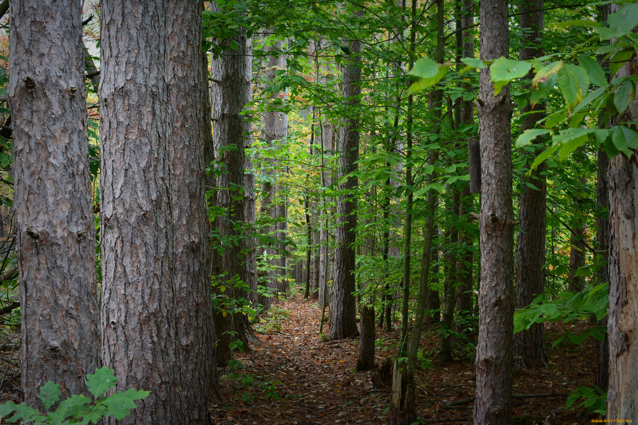 природа, лес, простор