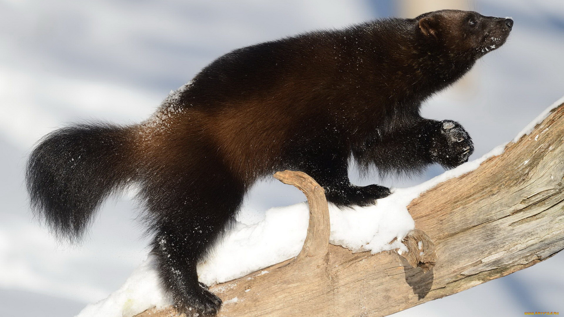 росомаха, животные, росомахи, животное, хищник, млекопитающее, куньи, опасное, мех, когти