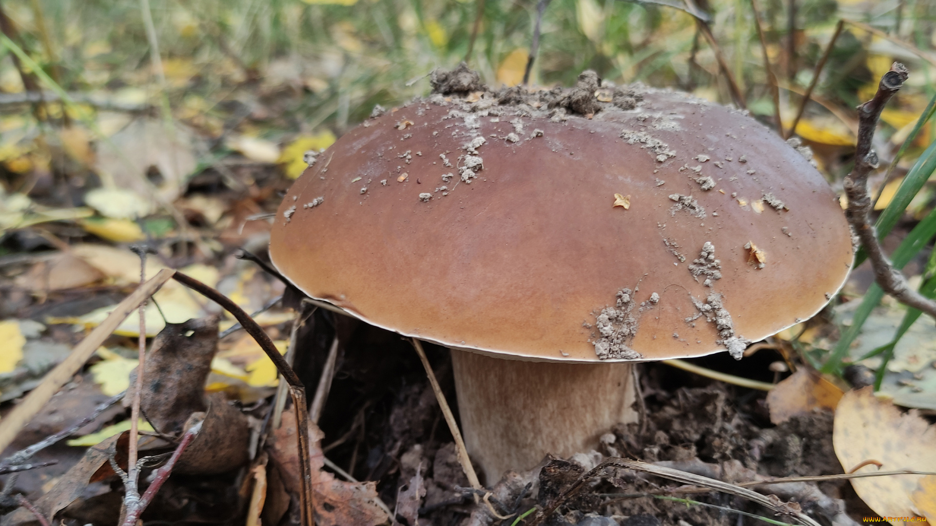 природа, грибы, лес, листва, гриб, белый, боровик, осень