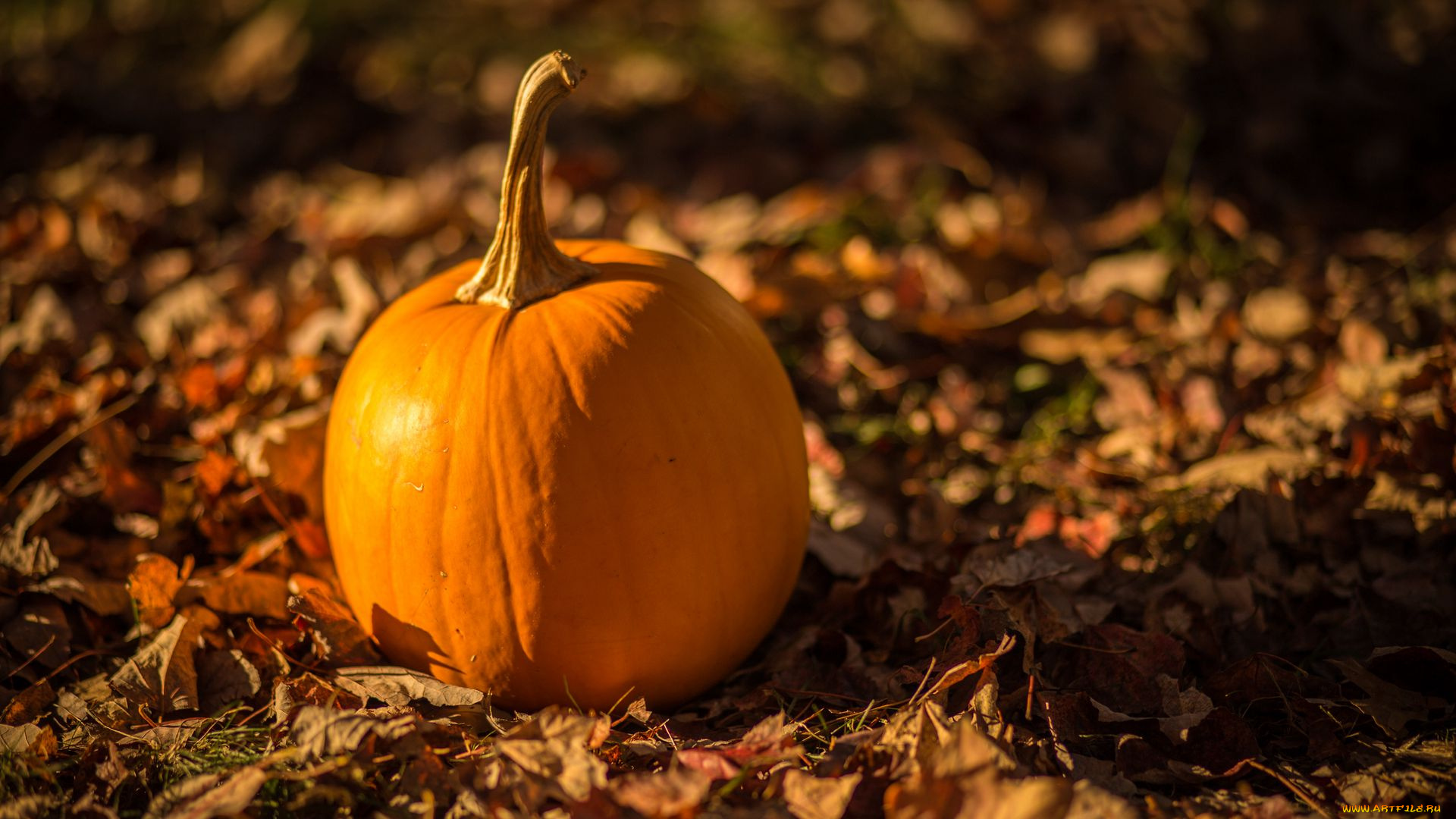 тыква, еда, овощь, фон