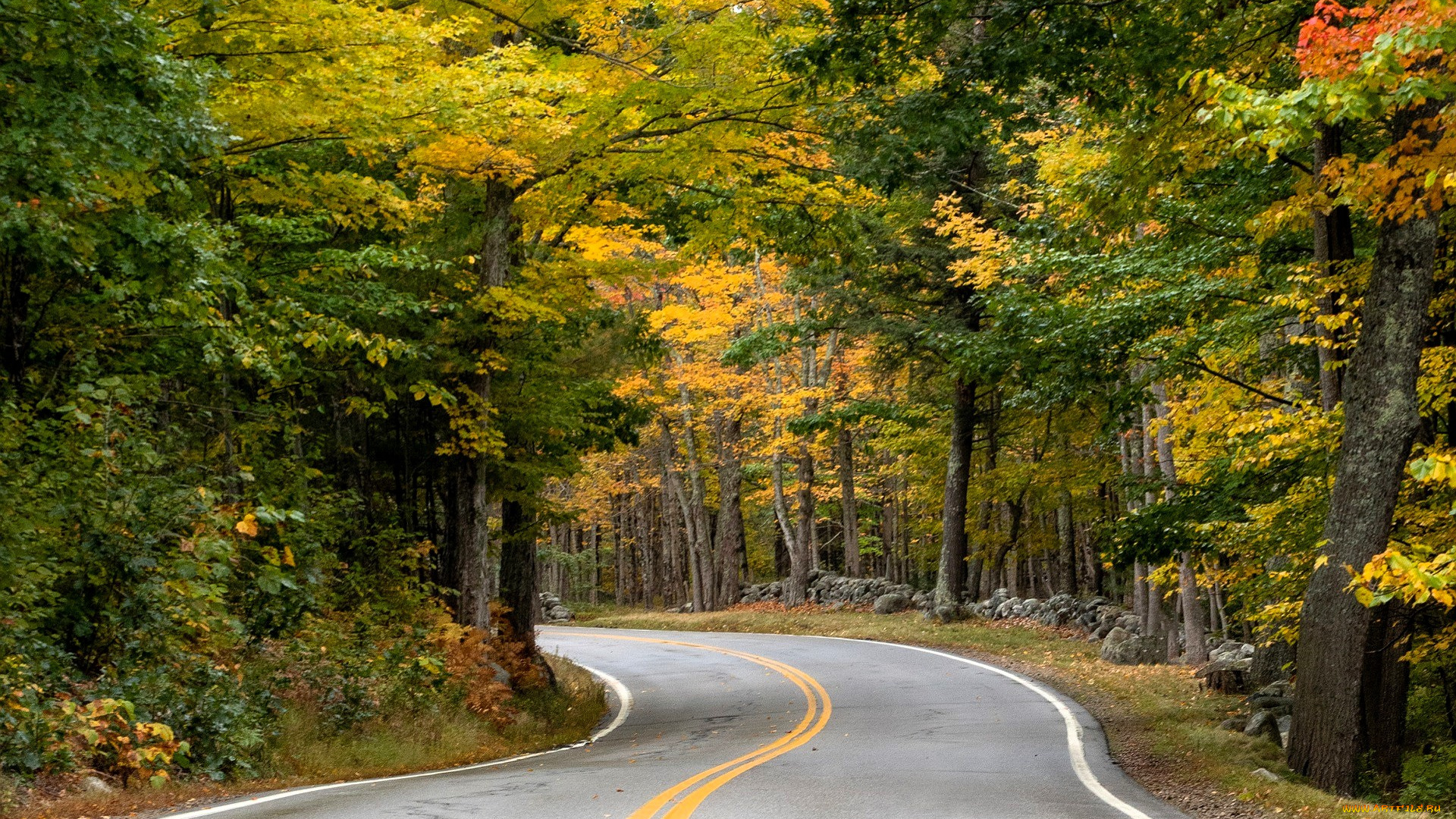 природа, дороги, лес, осень, дорога, шоссе