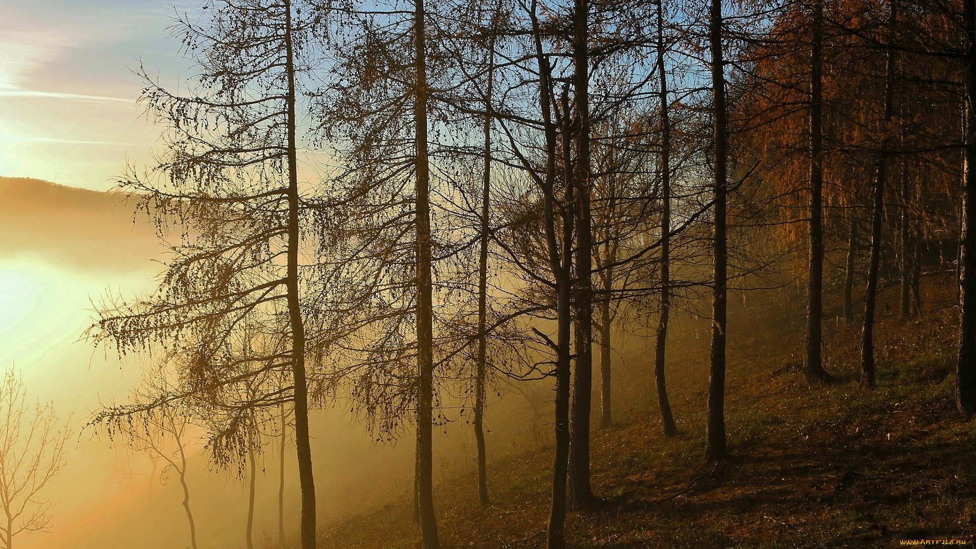 природа, горы, лес, деревья, осень, туман