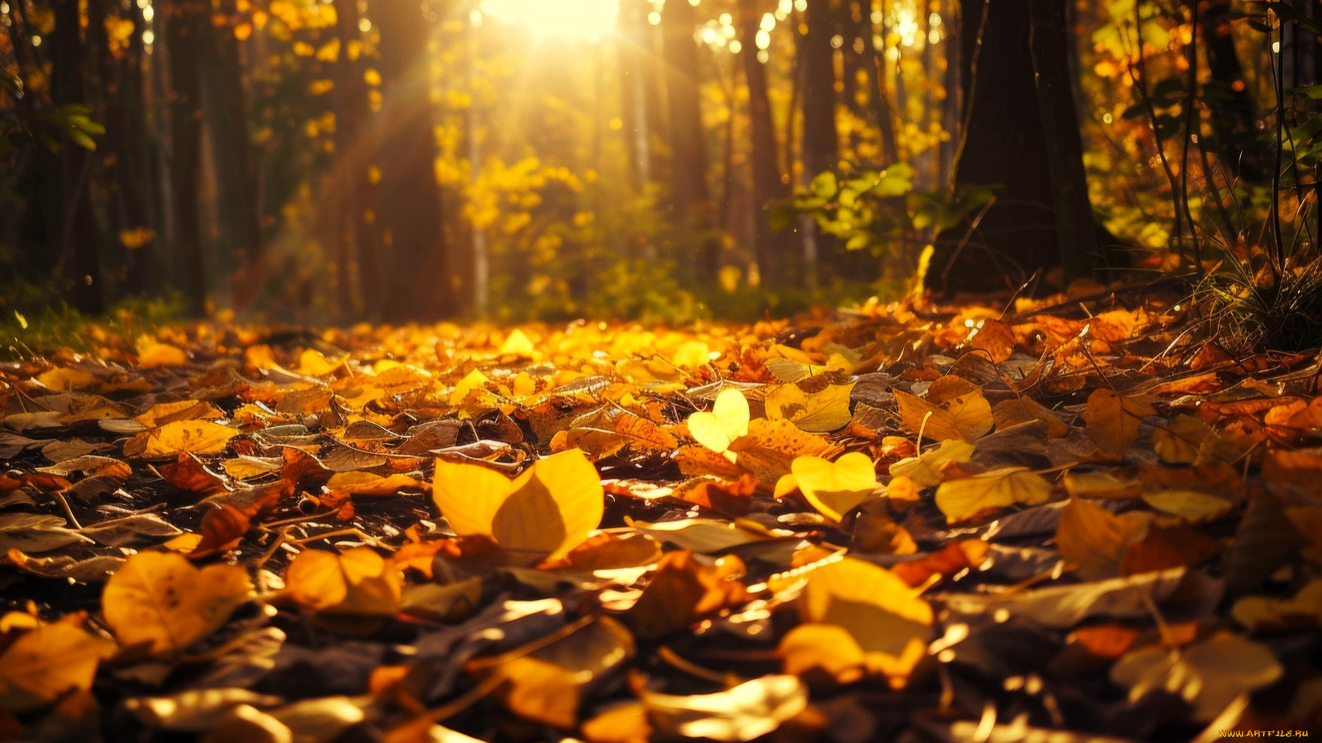 природа, лес, деревья, лучи, листья, осень