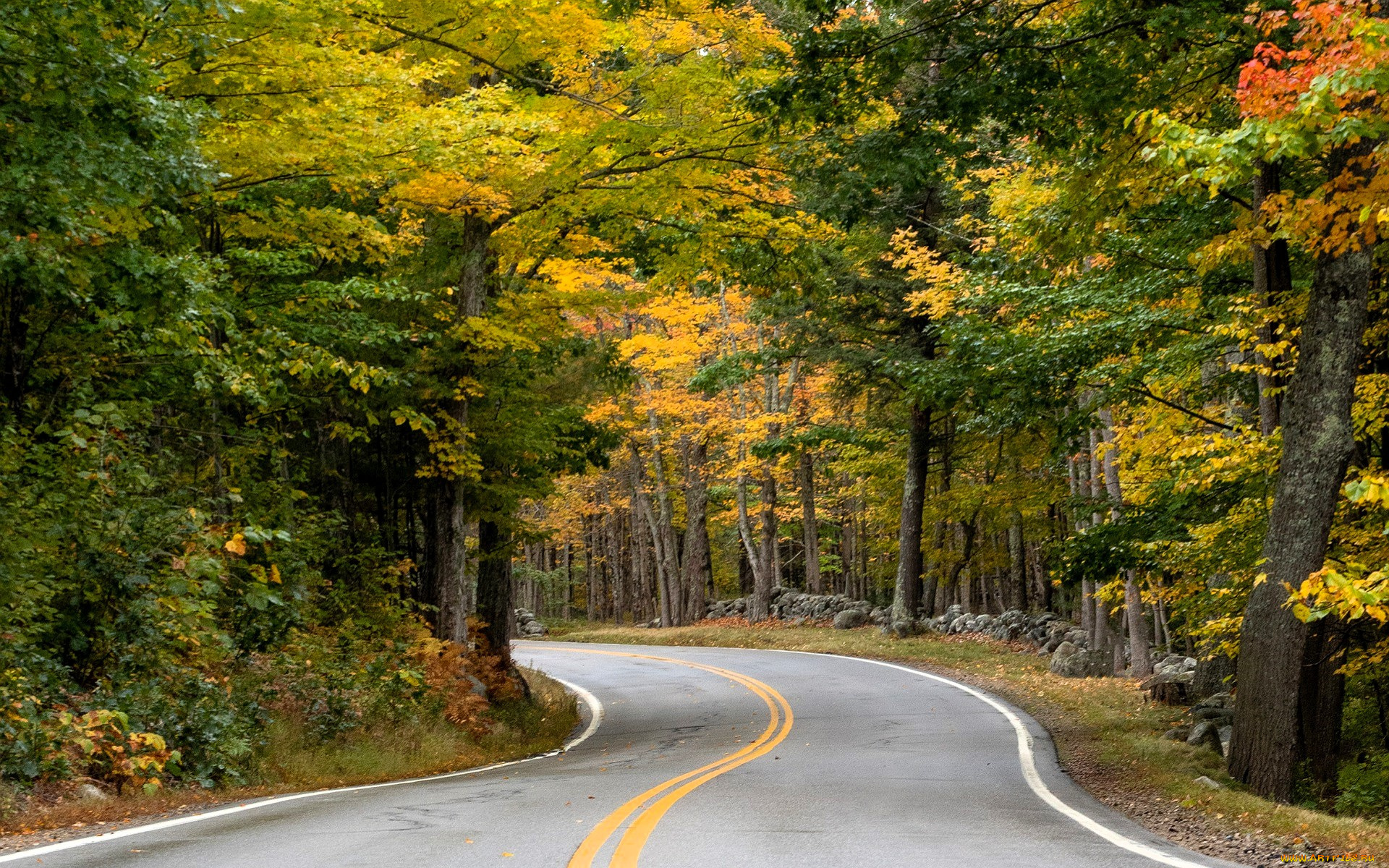 природа, дороги, лес, осень, дорога, шоссе