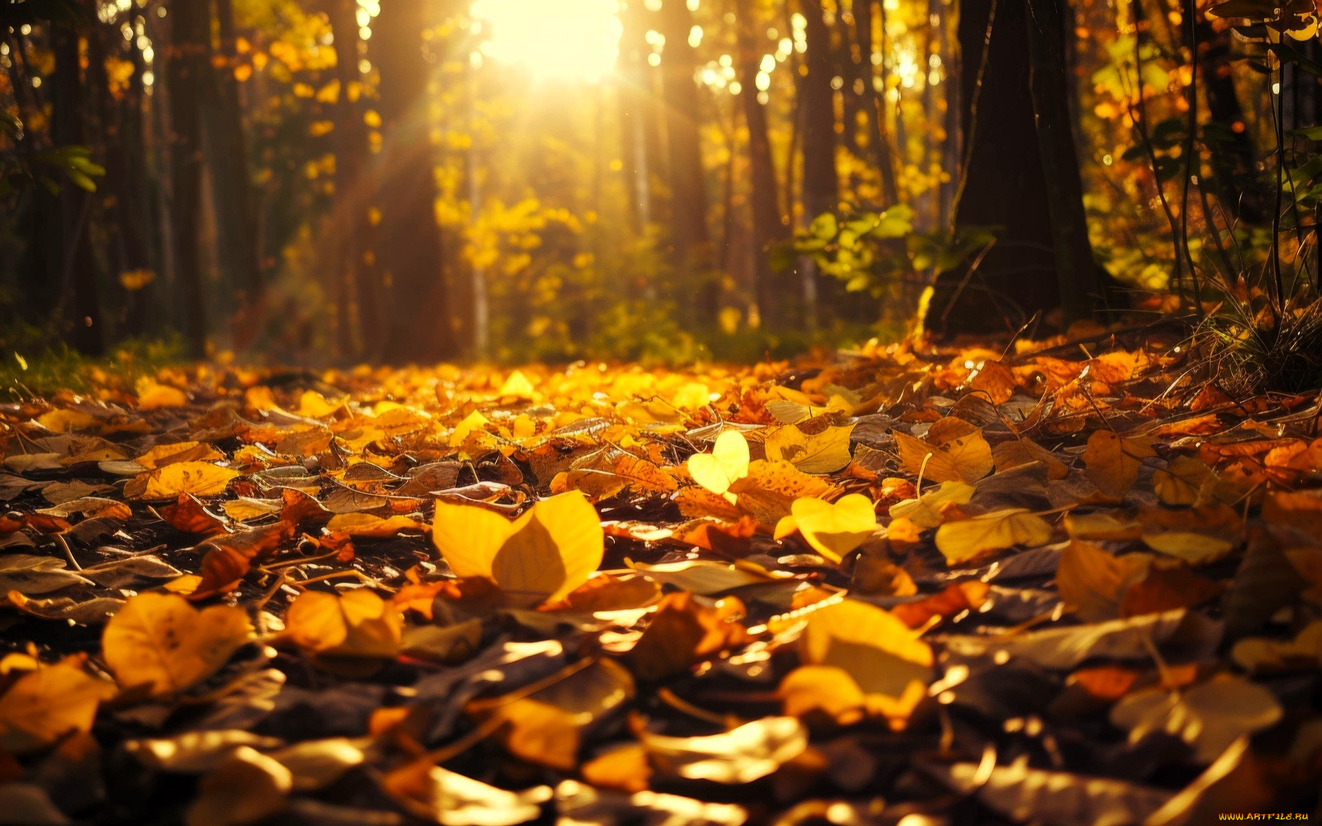 природа, лес, деревья, лучи, листья, осень