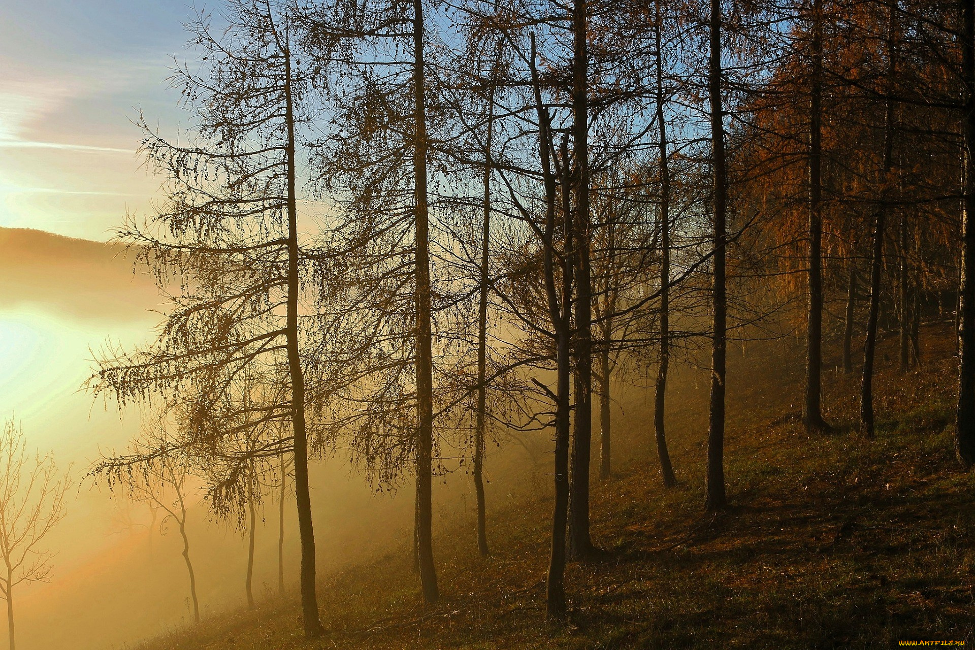 природа, горы, лес, деревья, осень, туман