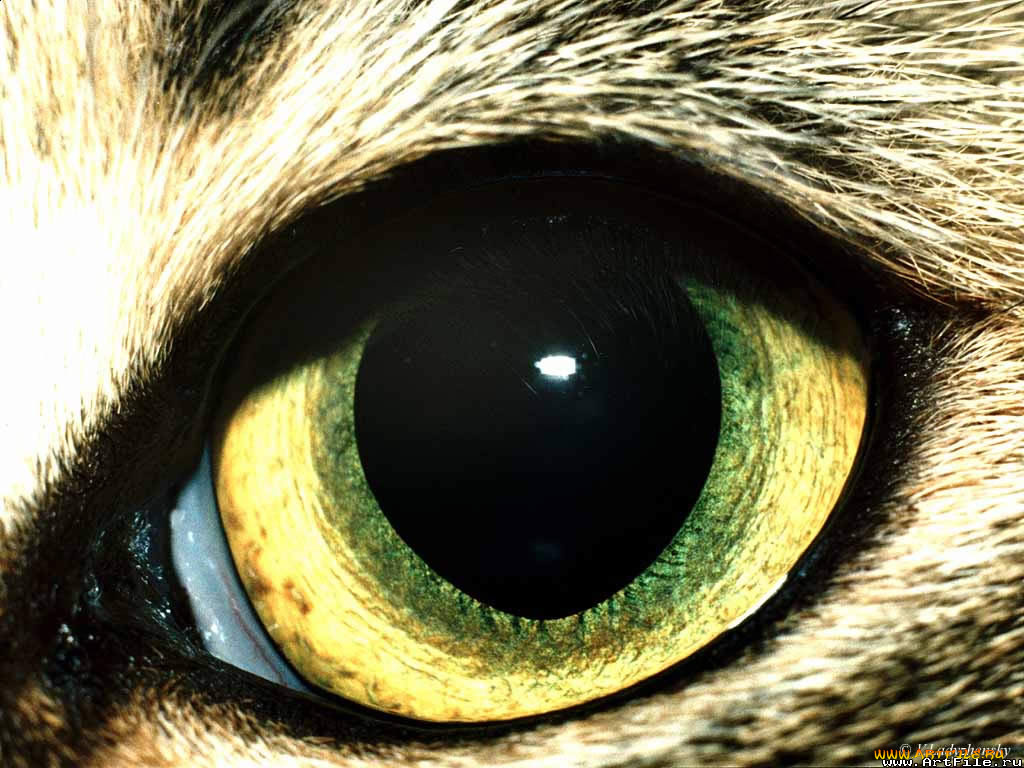 разное, глаза, глаз, зрачок, шерсть