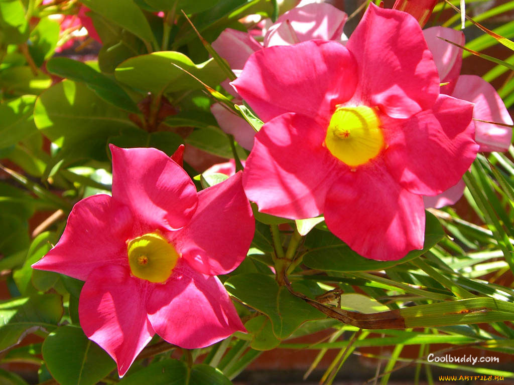 цветы, адениум, пустынная, роза