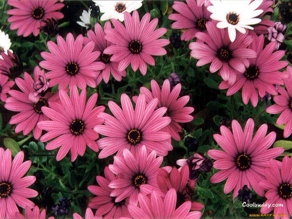 цветы, диморфотеки