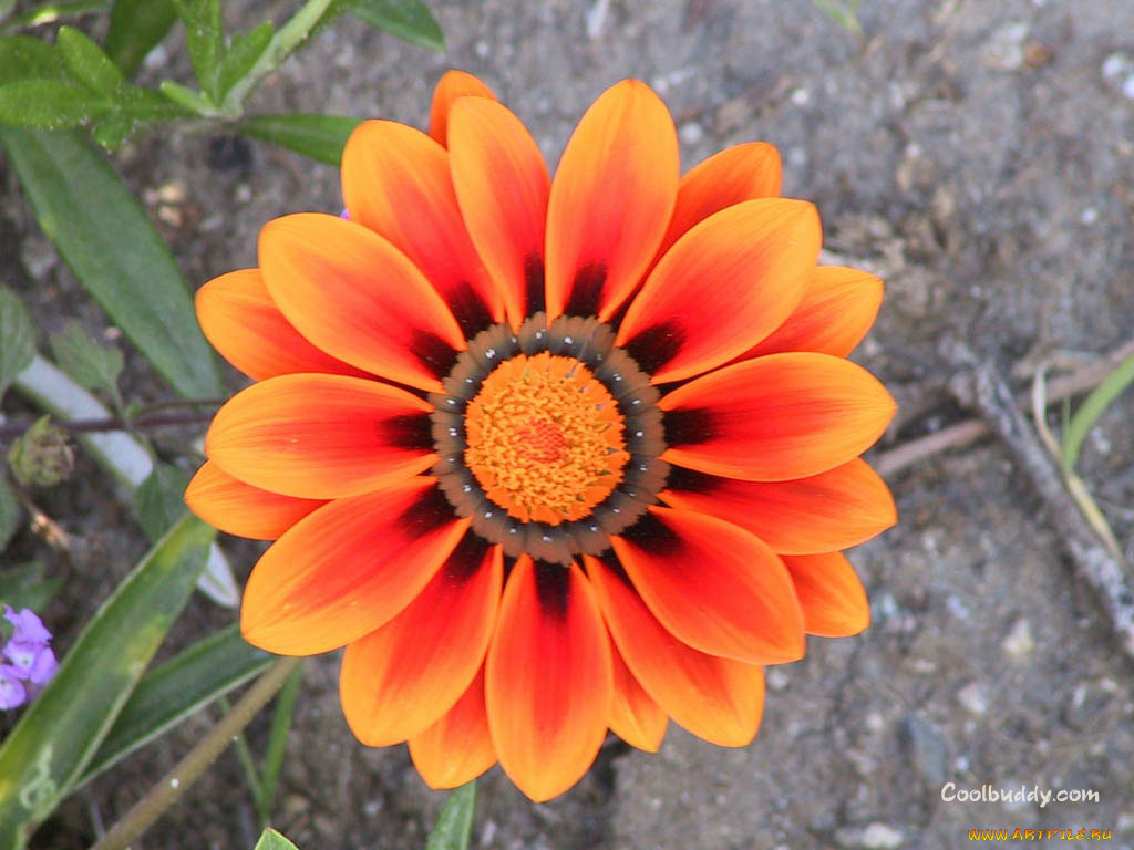 цветы, газания