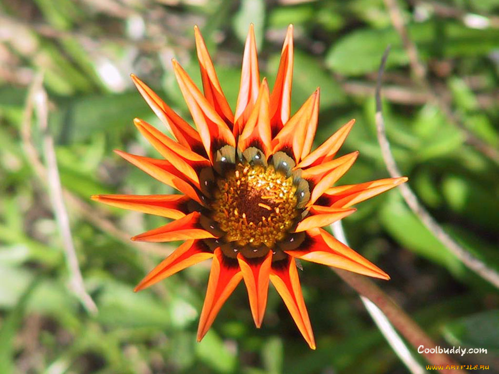 цветы, газания