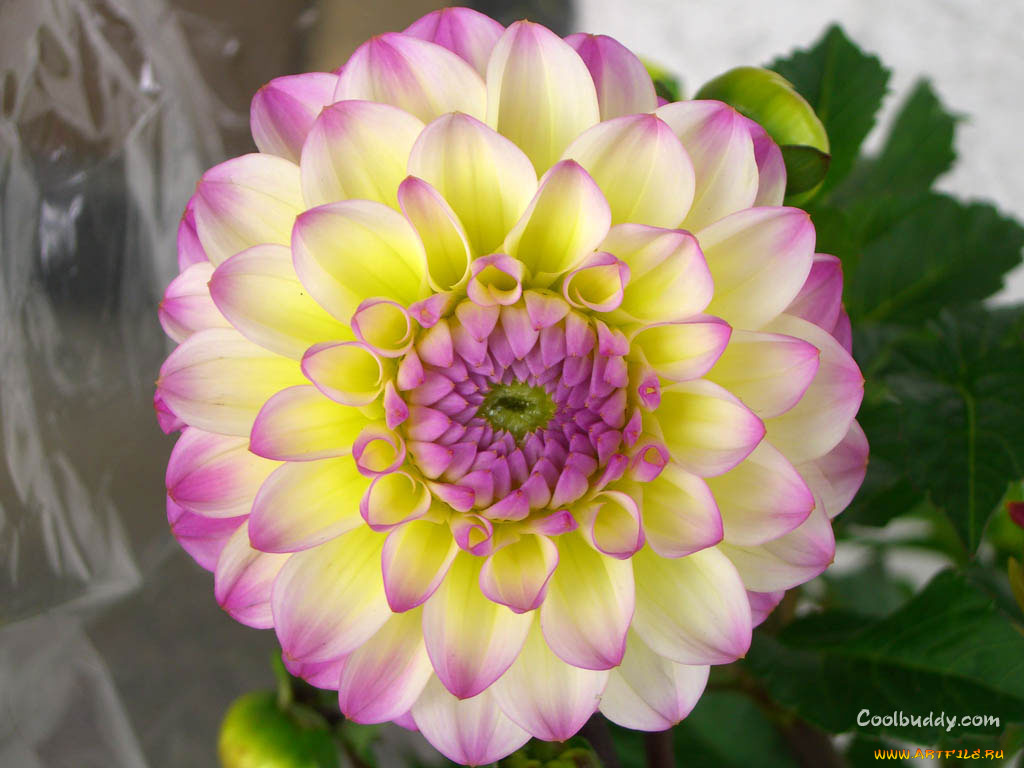 цветы, георгины