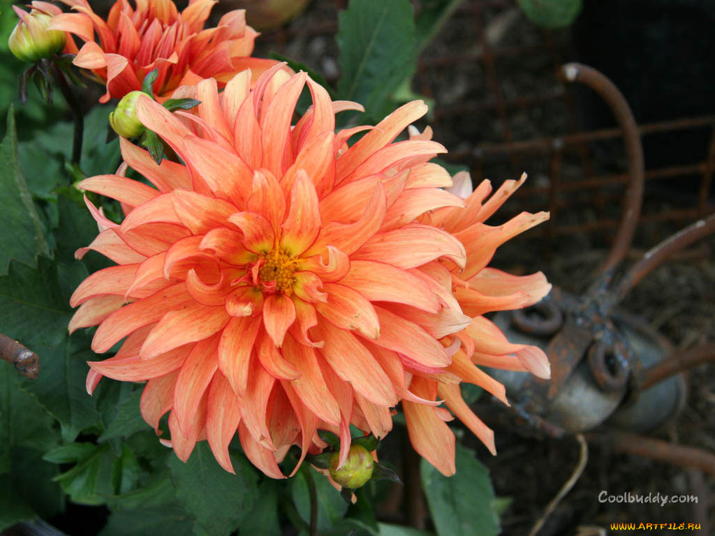 цветы, георгины