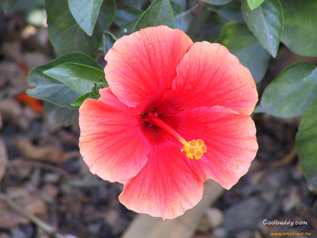 цветы, гибискусы