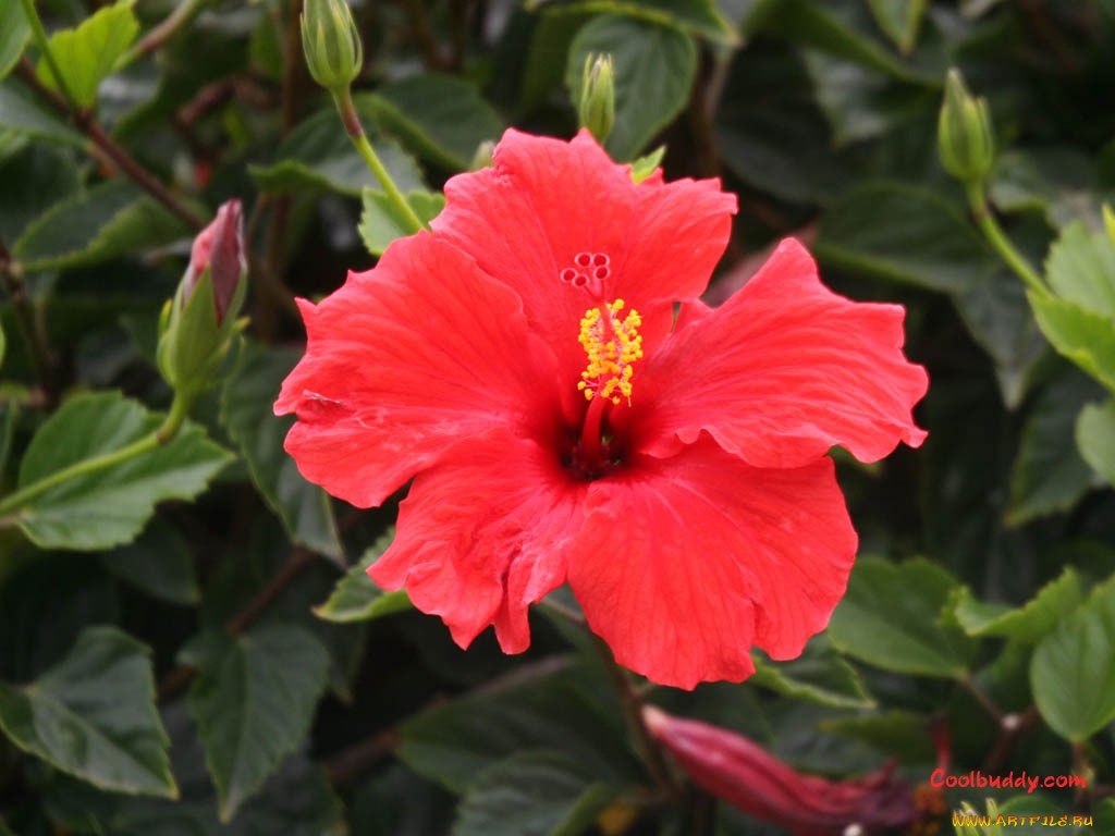 цветы, гибискусы