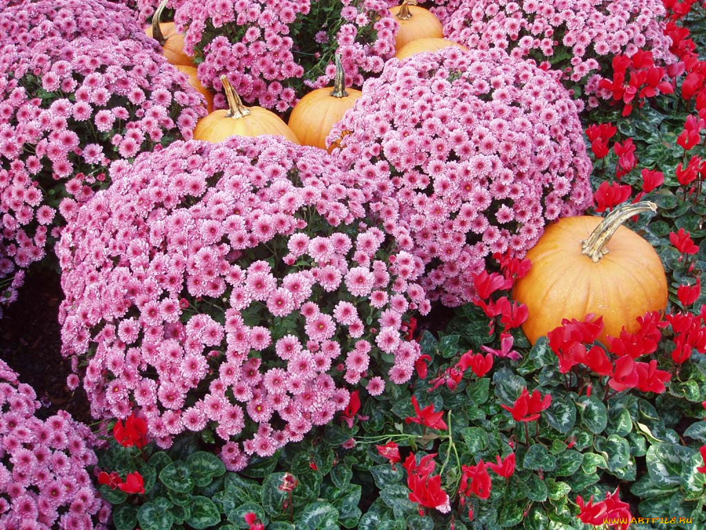 цветы, хризантемы