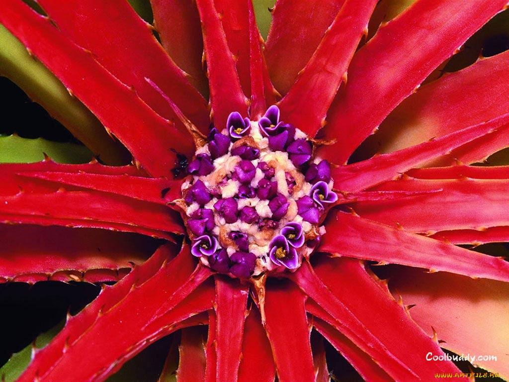 цветы, кактусы