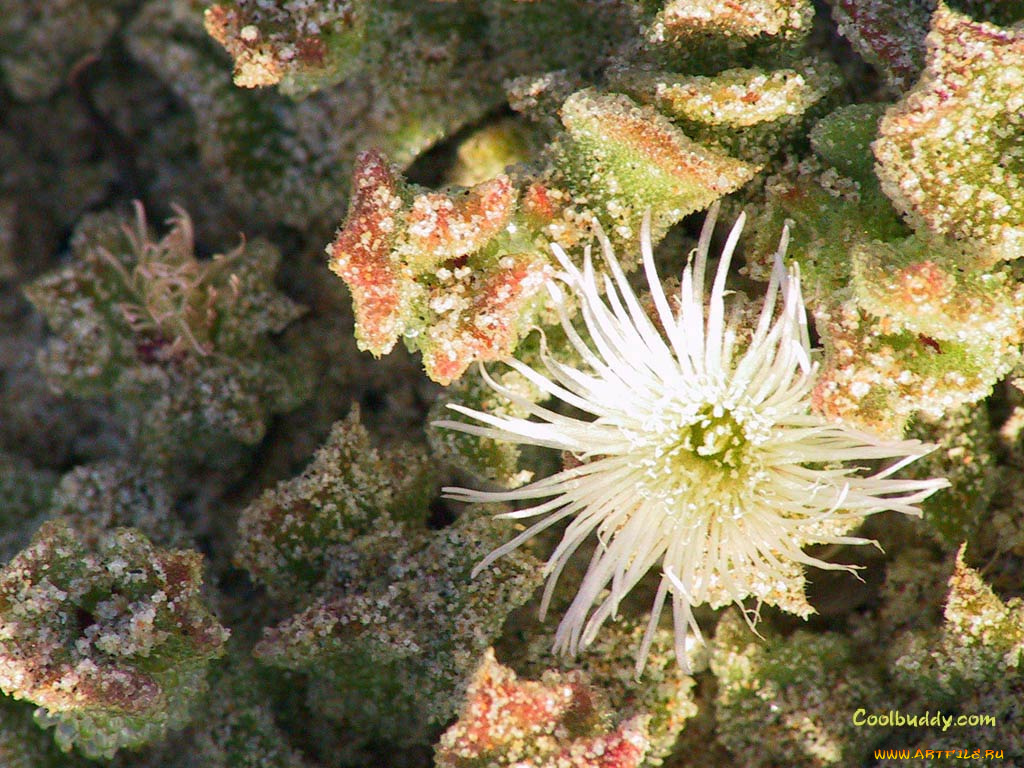 цветы, кактусы