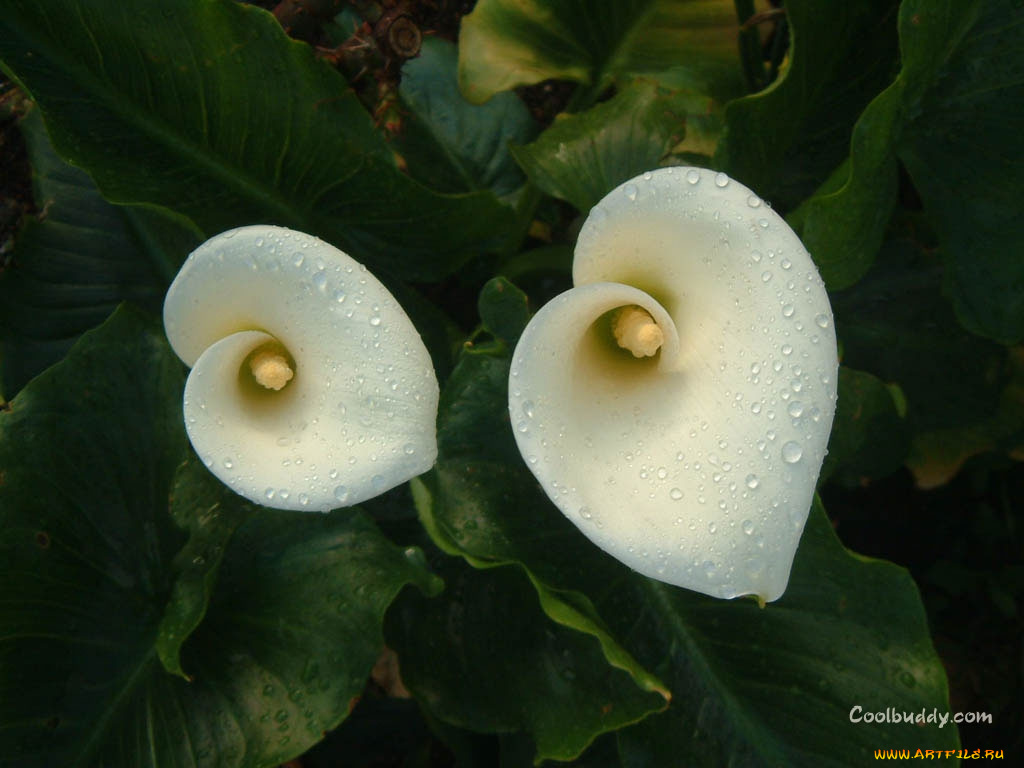 цветы, каллы