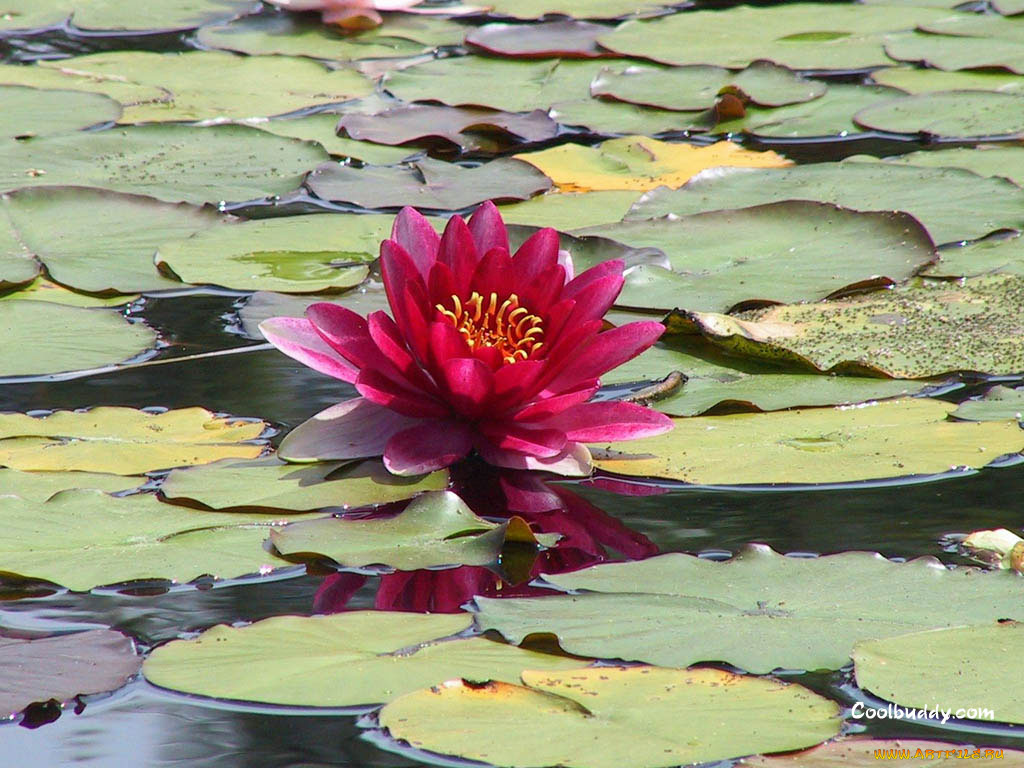 цветы, лилии, водяные, нимфеи, кувшинки