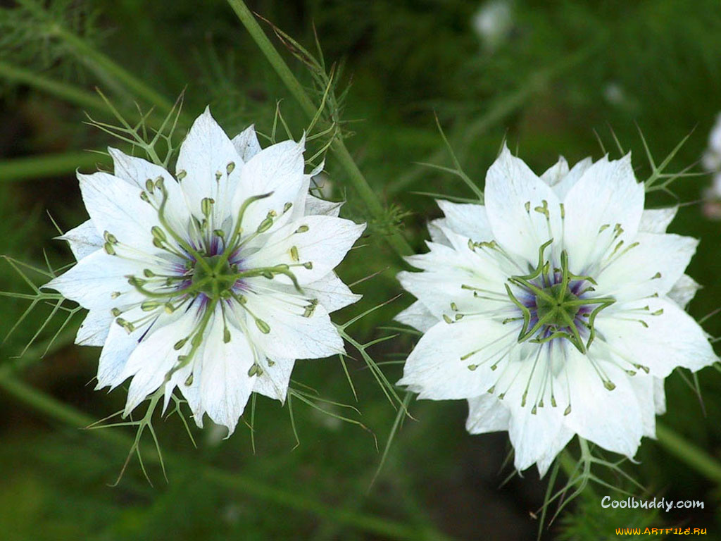 цветы, нигелла