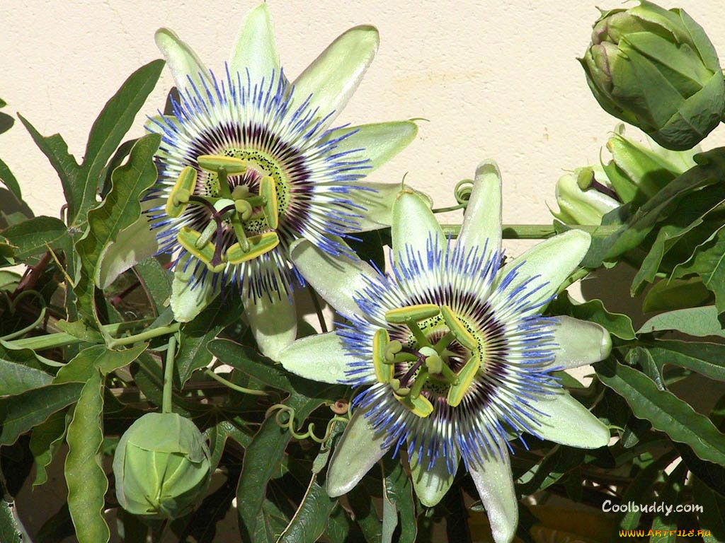 цветы, пассифлора