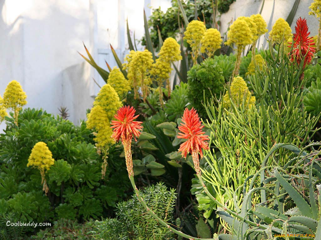 цветы, разные, вместе