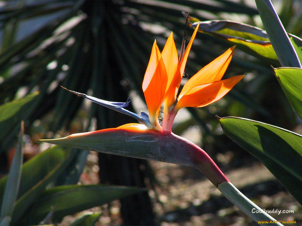 цветы, стрелиция, райская, птица
