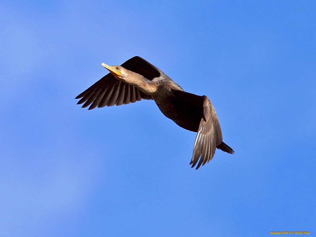 животные, Чайки, бакланы, крачки