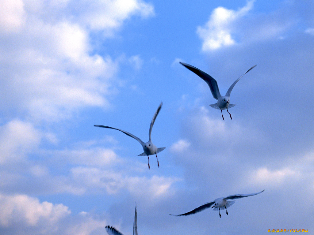 животные, Чайки, бакланы, крачки